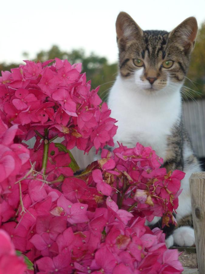 Kidwelly Farmhouse B&B ภายนอก รูปภาพ