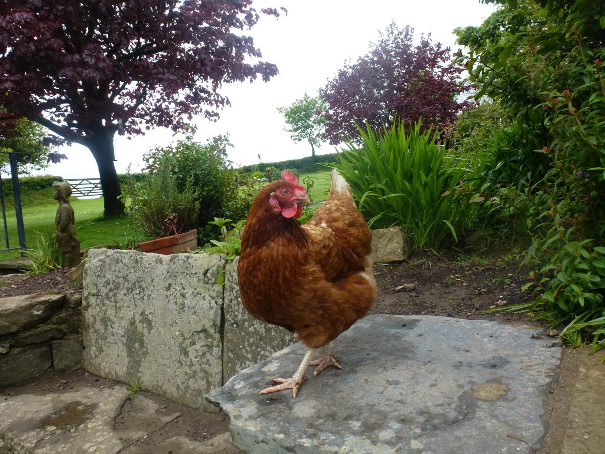 Kidwelly Farmhouse B&B ภายนอก รูปภาพ